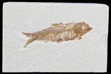 Knightia Fossil Fish - Wyoming #79942-1
